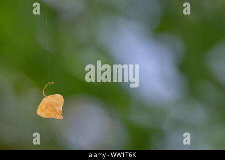 Single old leaf hanging on spiderweb in forest Stock Photo