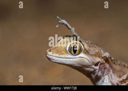 Sindh Sand Gecko!! Stock Photo