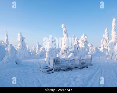 Spruce trees cloaked in snow Ruka Peak Kuusamo Finland January.  When snow cloaks spruce trees like this it is known as crown snow and can put a load Stock Photo