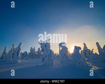 Spruce trees cloaked in snow Ruka Peak Kuusamo Finland January.  When snow cloaks spruce trees like this it is known as crown snow and can put a load Stock Photo