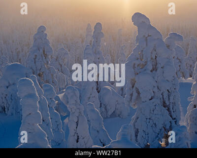 Spruce trees cloaked in snow Ruka Peak Kuusamo Finland January.  When snow cloaks spruce trees like this it is known as crown snow and can put a load Stock Photo