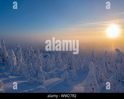 Spruce trees cloaked in snow Ruka Peak Kuusamo Finland January.  When snow cloaks spruce trees like this it is known as crown snow and can put a load Stock Photo