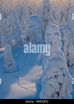 Spruce trees cloaked in snow Ruka Peak Kuusamo Finland January.  When snow cloaks spruce trees like this it is known as crown snow and can put a load Stock Photo