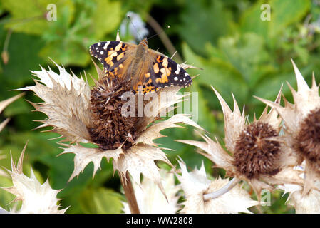 Painted Lady (Vanessa cardui) Butterfly on Eryngium giganteum (Miss Willmott's ghost) Seed Head, RHS Garden Harlow Carr, Harrogate, Yorkshire,England. Stock Photo