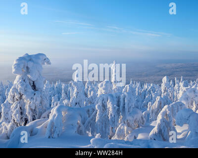 Spruce trees cloaked in snow Ruka Peak Kuusamo Finland January.  When snow cloaks spruce trees like this it is known as crown snow and can put a load Stock Photo