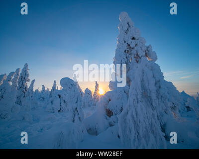 Spruce trees cloaked in snow Ruka Peak Kuusamo Finland January.  When snow cloaks spruce trees like this it is known as crown snow and can put a load Stock Photo