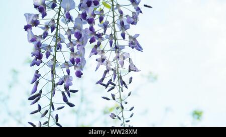 Close-up Of Purple Wisteria Flowers