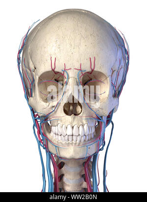 Vascular system of the human head viewed from the front. Computer 3d rendering artwork. On White background. Stock Photo