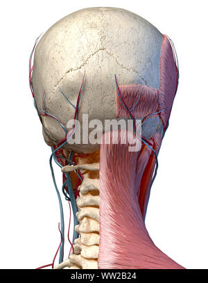 Human anatomy 3d illustration of head with skull, blood vessels and muscles, on white background. Rear view. Stock Photo