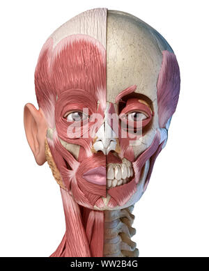 The anterior view of the muscles of the human right leg Stock Photo
