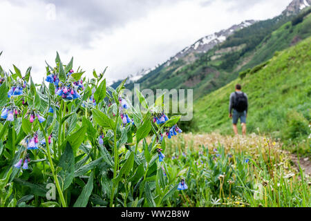 Closeup on blue and pink bell bluebell flowers on Conundrum Creek Trail in Aspen, Colorado in 2019 summer with man hiker backpacker walking in backgro Stock Photo