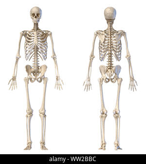 Skeleton Three View Human Anatomy full body male skeleton. Three views. Perspective Front ...