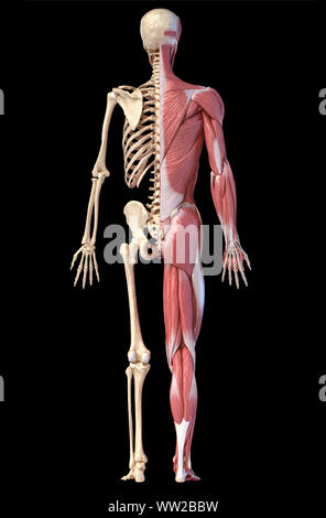 Human body, 3d illustration. Full figure male muscular and skeletal systems, rear view on black background. Stock Photo