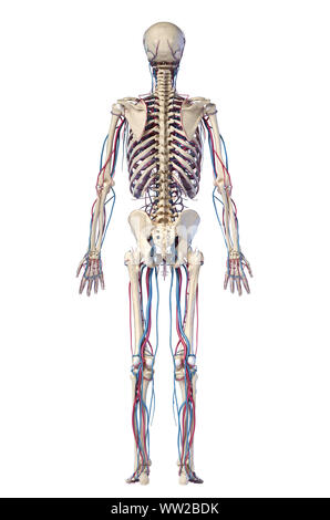Human body anatomy. 3d illustration of Skeletal and cardiovascular systems. Rear view. Stock Photo