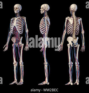Human body anatomy. 3d illustration of Skeletal and cardiovascular systems. Three views. On black background. Stock Photo