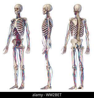 Human body anatomy. 3d illustration of Skeletal and cardiovascular systems. Three views. On white background. Stock Photo