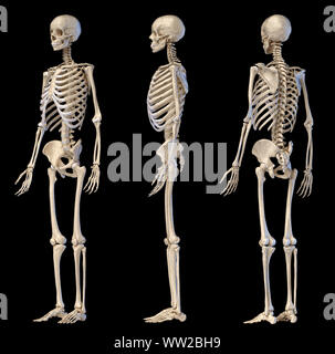 Human Anatomy full body male skeleton. Three views. Perspective Front rear and side on black background. 3d illustration. Stock Photo