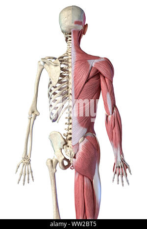 Human male anatomy, 3/4 figure muscular and skeletal systems, back view on white background. 3d anatomy illustration. Stock Photo