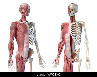 Human male anatomy, 3/4 figure muscular and skeletal systems, two frontal perspective views. on white background. 3d anatomy illustration. Stock Photo