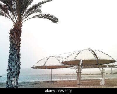 Palm trees at the Dead Sea in Ein Bokek on 27.12.2018. | usage worldwide Stock Photo