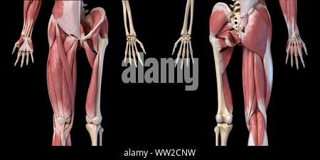 Human male anatomy, limbs and hip muscular and skeletal systems, with internal muscle layers. Front and back views. black background. 3d ilustration. Stock Photo