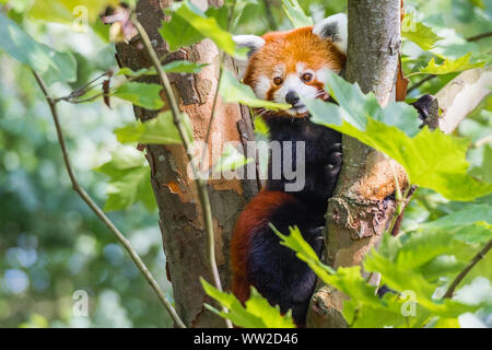 Red Panda Lying On The Tree With Green Leaves Cute Panda Bear In Forest Habitat Wildlife Scene In Nature Chengdu Sichuan China Stock Photo Alamy