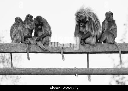 Five Gelada monkeys familiy sit on a wood branch. black white portait Stock Photo