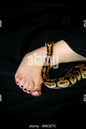 Female leg with Royal Python snake. Ball Python slithering across black ...