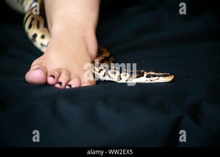 Snake Feet Ball Python Leg with Royal Python snake. Ball Python slithering and crawling around ...