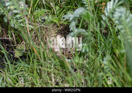 Common sandpiper (Actitis hypoleucos), nest with four eggs on foreshore of Loch Aline, Morvern Scotland Stock Photo