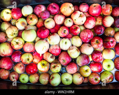 top view of basin with many fresh apples washing in water before putting them to juice press to produce cider in village Stock Photo