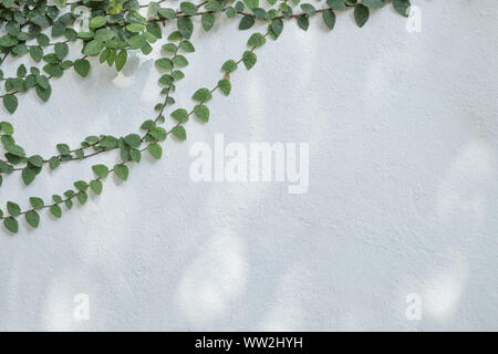 Tree branch with green foliage on old cement wall background. Stock Photo