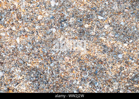Top view variety of sea shells from beach for background. Stock Photo