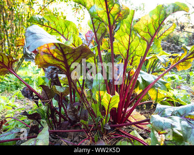 bottom view of fresh tops of beetroot on garden Stock Photo