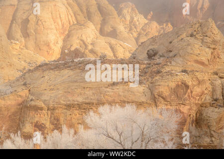 Frosted cottonwoods in the Fremont River canyon, in the Waterpocket Fold, Capitol Reef National Park, Utah, USA Stock Photo