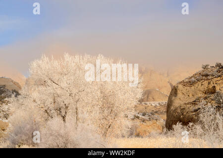 Frosted cottonwoods in the Fremont River canyon, in the Waterpocket Fold, Capitol Reef National Park, Utah, USA Stock Photo