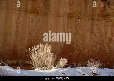 Frosted cottonwoods in the Fremont River canyon, in the Waterpocket Fold, Capitol Reef National Park, Utah, USA Stock Photo