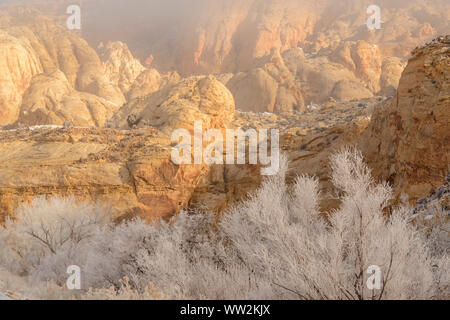 Frosted cottonwoods in the Fremont River canyon, in the Waterpocket Fold, Capitol Reef National Park, Utah, USA Stock Photo