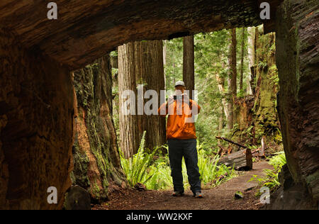 CA03551-00...CALIFORNIA - Hiker taking a cell phone image of a tunnel through a giant redwood log on the James Irvine Trail in Prairie Creek Redwoods. Stock Photo