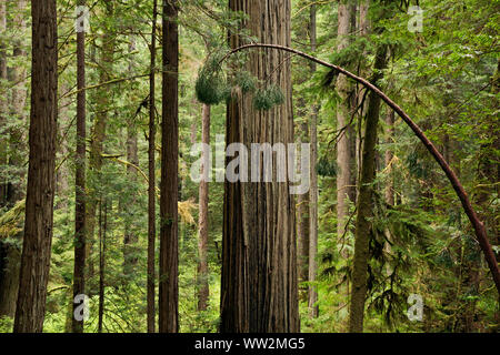 CA03561-00...CALIFORNIA - Redwood forest along the James Irvine Trail in the Murrelet State Wilderness area of the Prairie Creek Redwoods State Park. Stock Photo