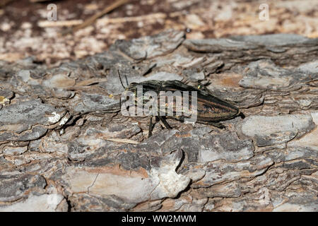 Flatheaded Pine Borer (Chalcophora mariana) Stock Photo