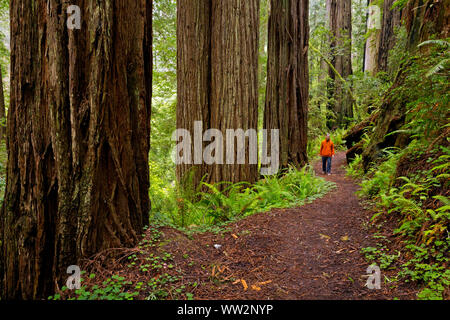 CA03565-00...CALIFORNIA - Redwood forest along the James Irvine Trail in the Murrelet State Wilderness area of the Prairie Creek Redwoods State Park. Stock Photo