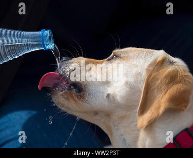 Labrador retriever breed dog drinking water from a bottle Stock Photo
