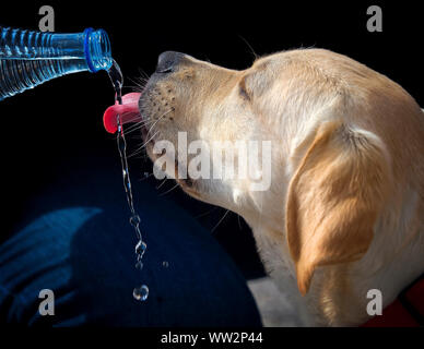 Labrador retriever breed dog drinking water from a bottle Stock Photo