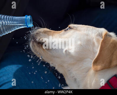 Labrador retriever breed dog drinking water from a bottle Stock Photo