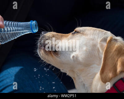 Labrador retriever breed dog drinking water from a bottle Stock Photo