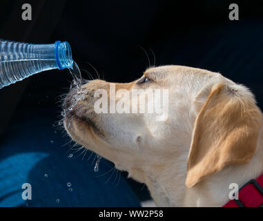 Labrador retriever breed dog drinking water from a bottle Stock Photo
