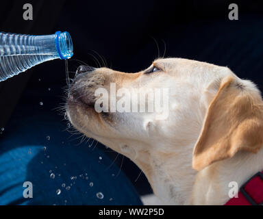 Labrador retriever breed dog drinking water from a bottle Stock Photo