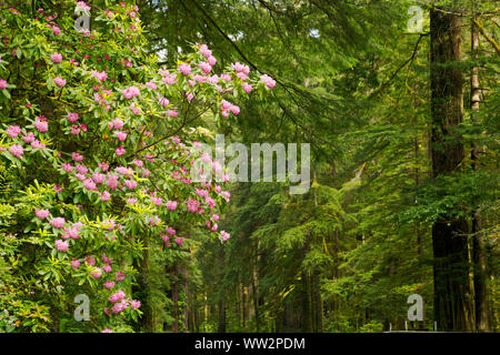CA03575-00...CALIFORNIA - A massive native rhododendron blooming among the redwood trees along Highway 199 in Jedediah Smith Redwoods State Park. Stock Photo
