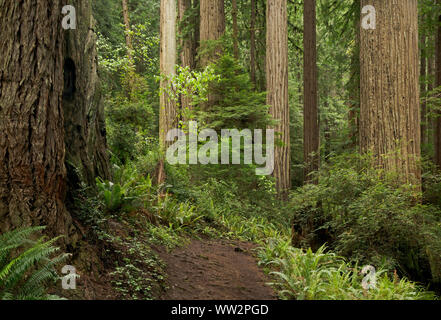 CA03576-00...CALIFORNIA - Catherdral Trees Trail winding through giant redwood trees in Prairie Creek Redwoods State Park; part of the Redwoods Naiton Stock Photo